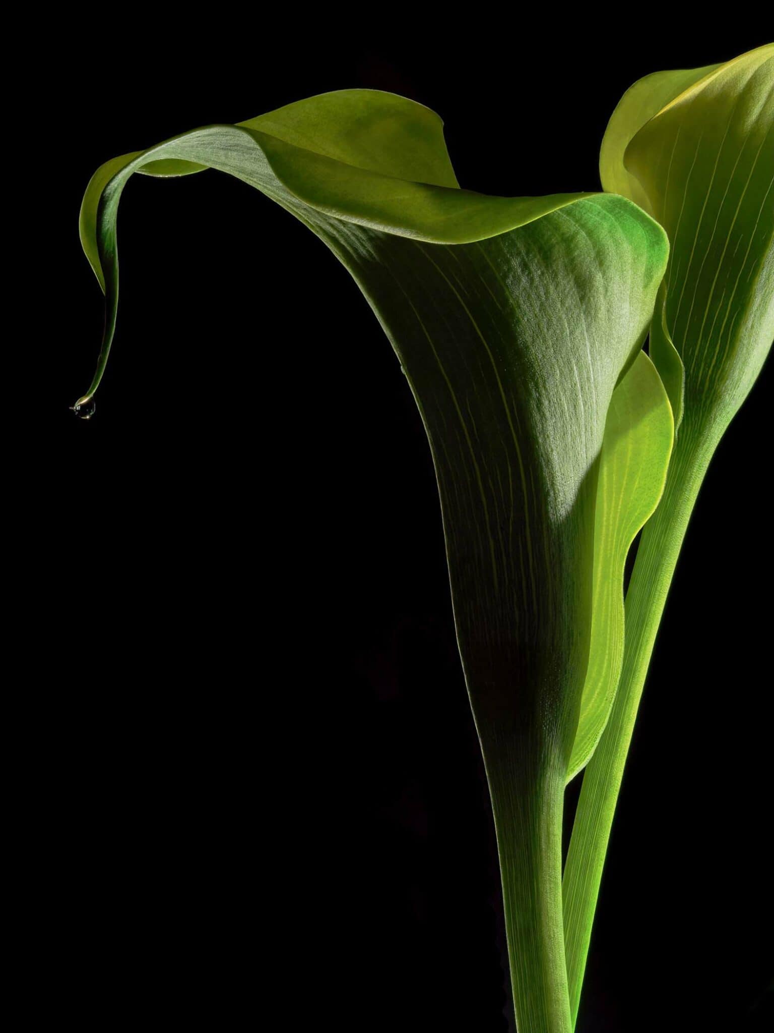 flower photography callalily6 Cynthia Miller guest photographer
