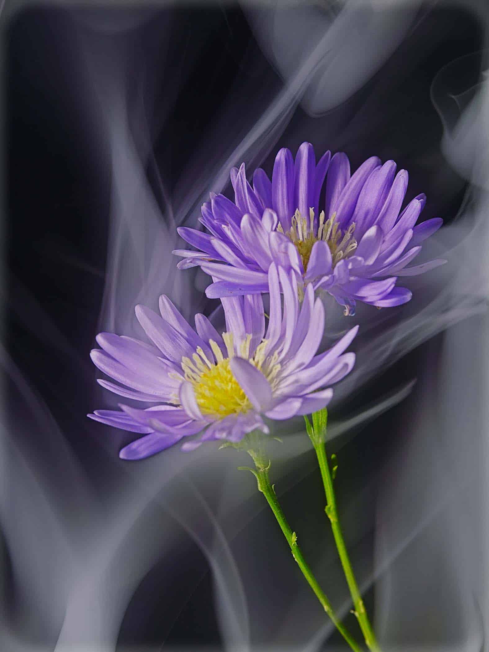 daisy flower and smoke4 Cynthia Miller guest photographer