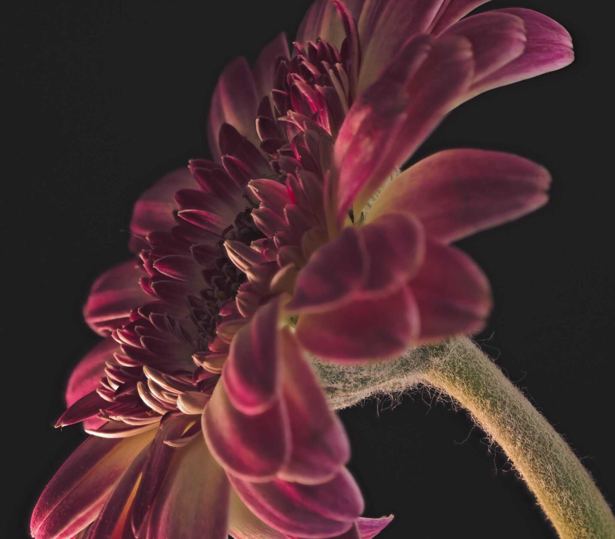 gerbera 5 Cynthia Miller guest photographer