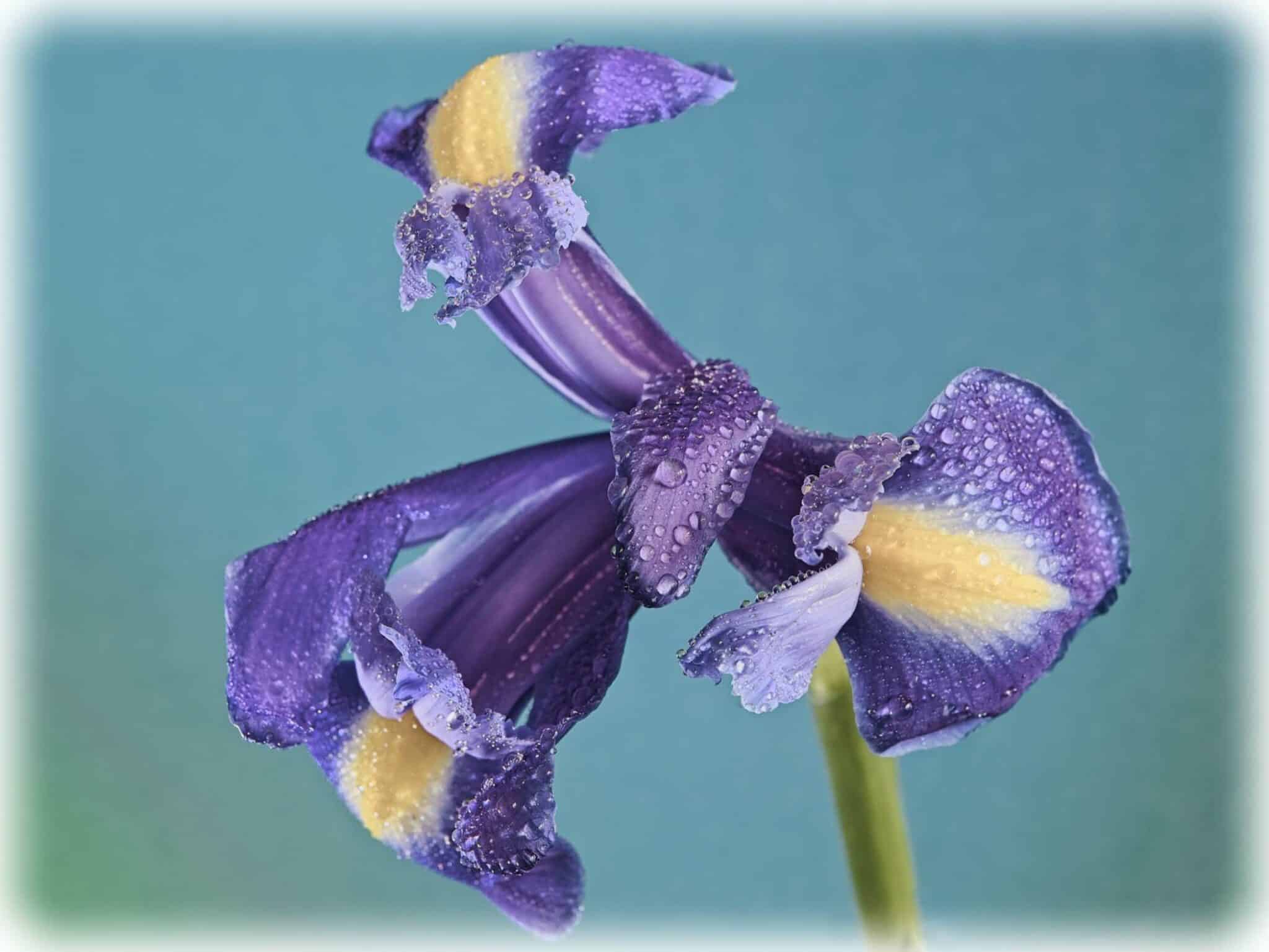 iris in the rain Cynthia Miller guest photographer