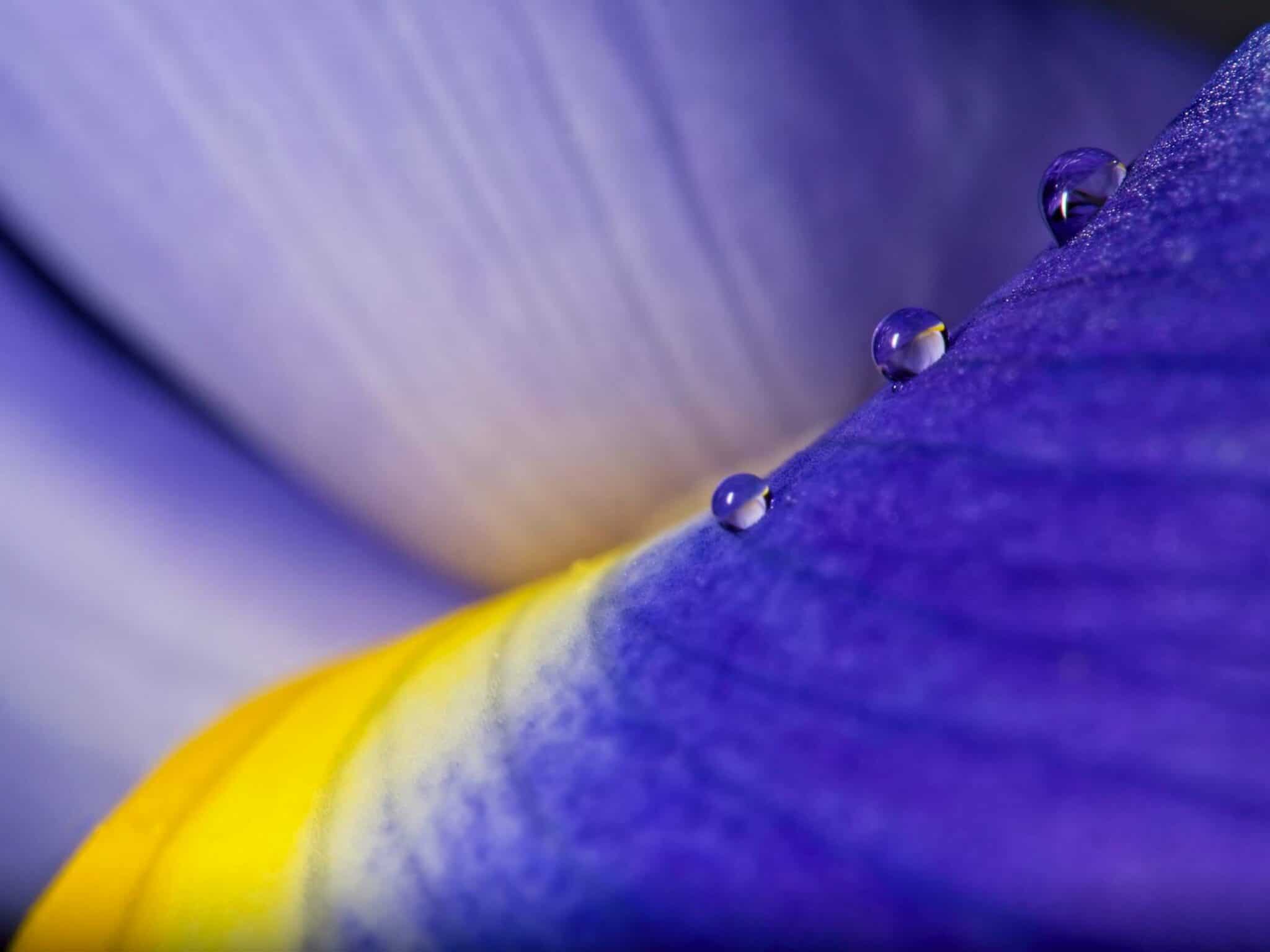 irisdrop1 Cynthia Miller guest photographer