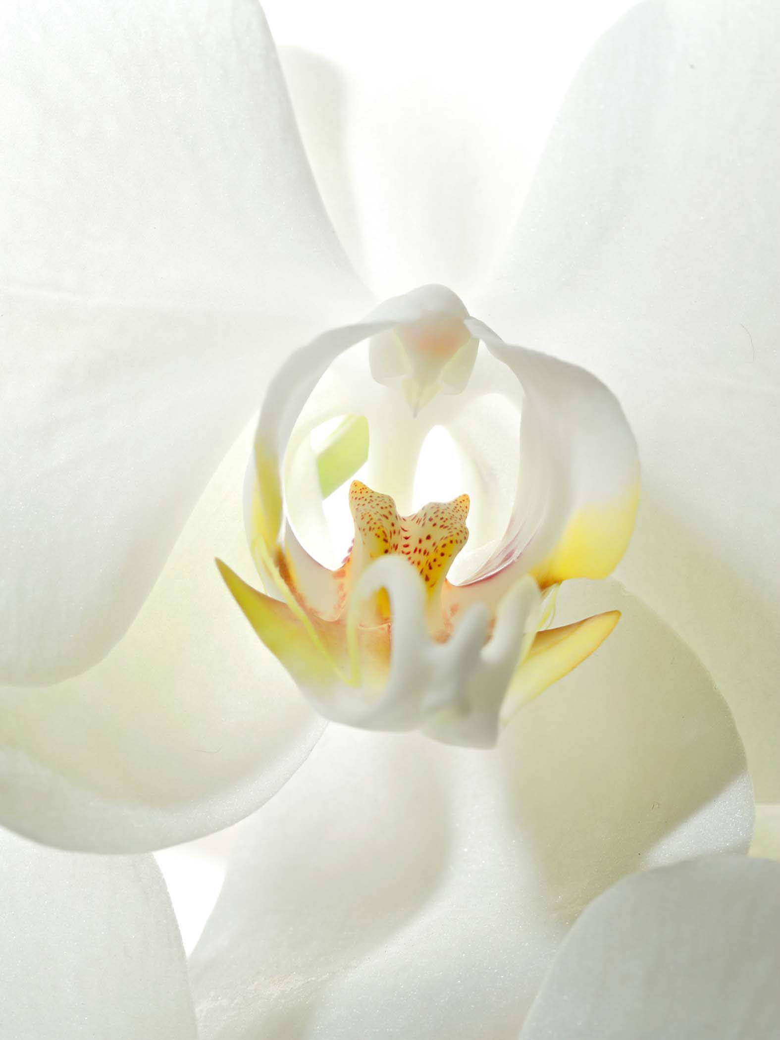 orchid (1) Cynthia Miller guest photographer