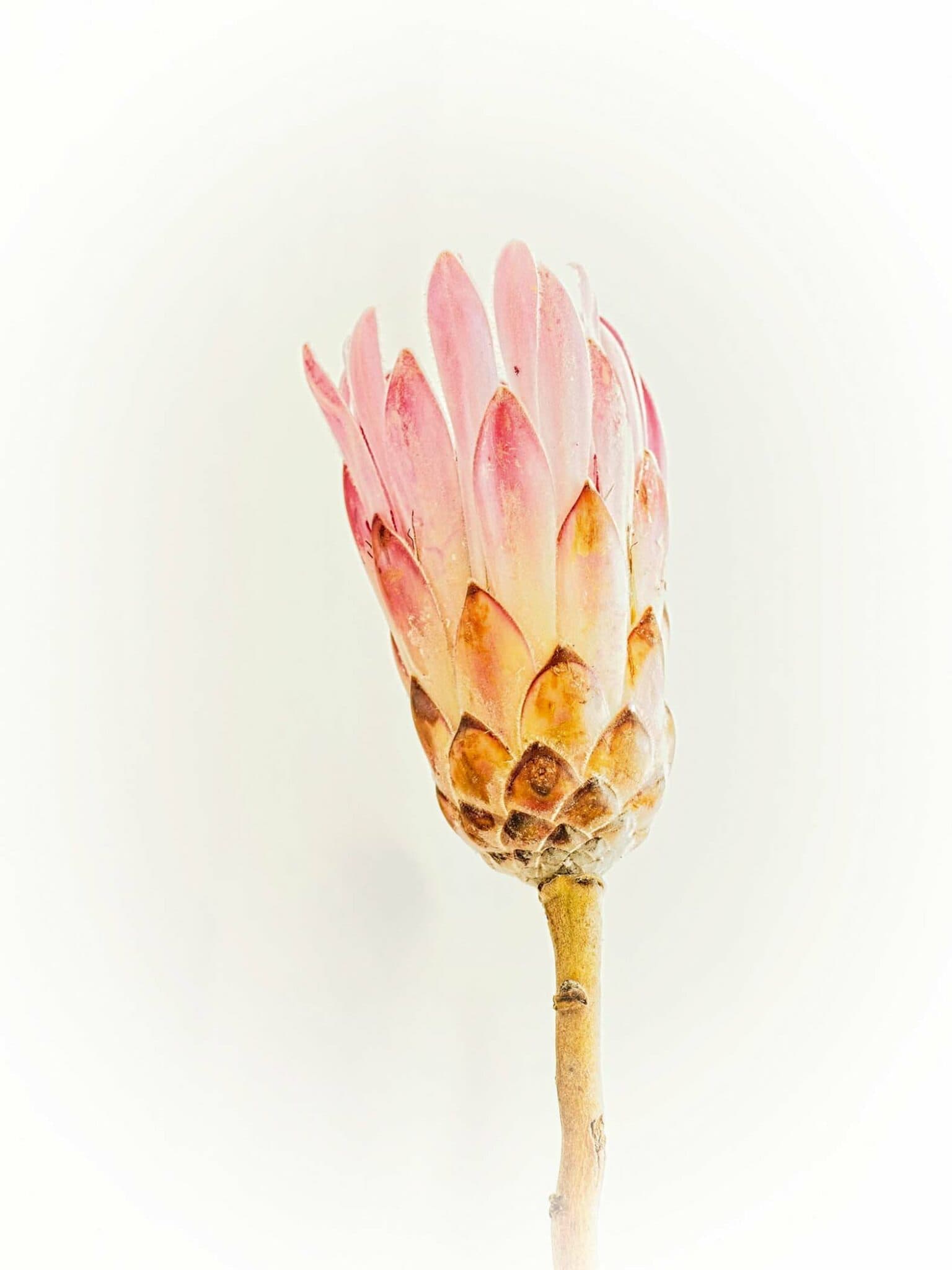 pastel surprise Cynthia Miller guest photographer