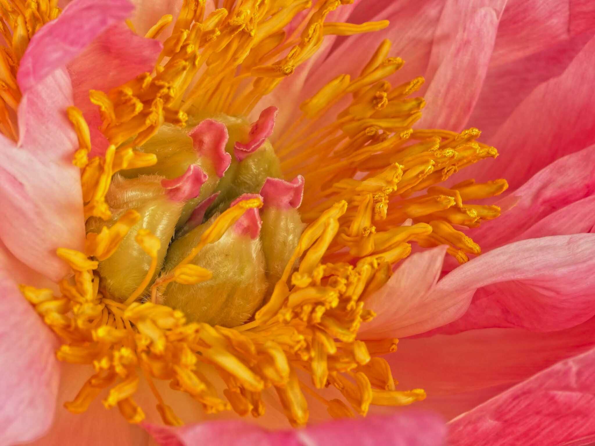 peony3 Cynthia Miller guest photographer
