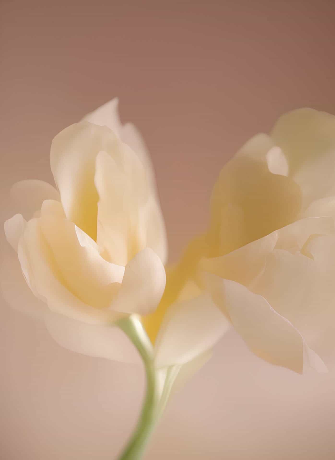 softly softly(1) Cynthia Miller guest photographer