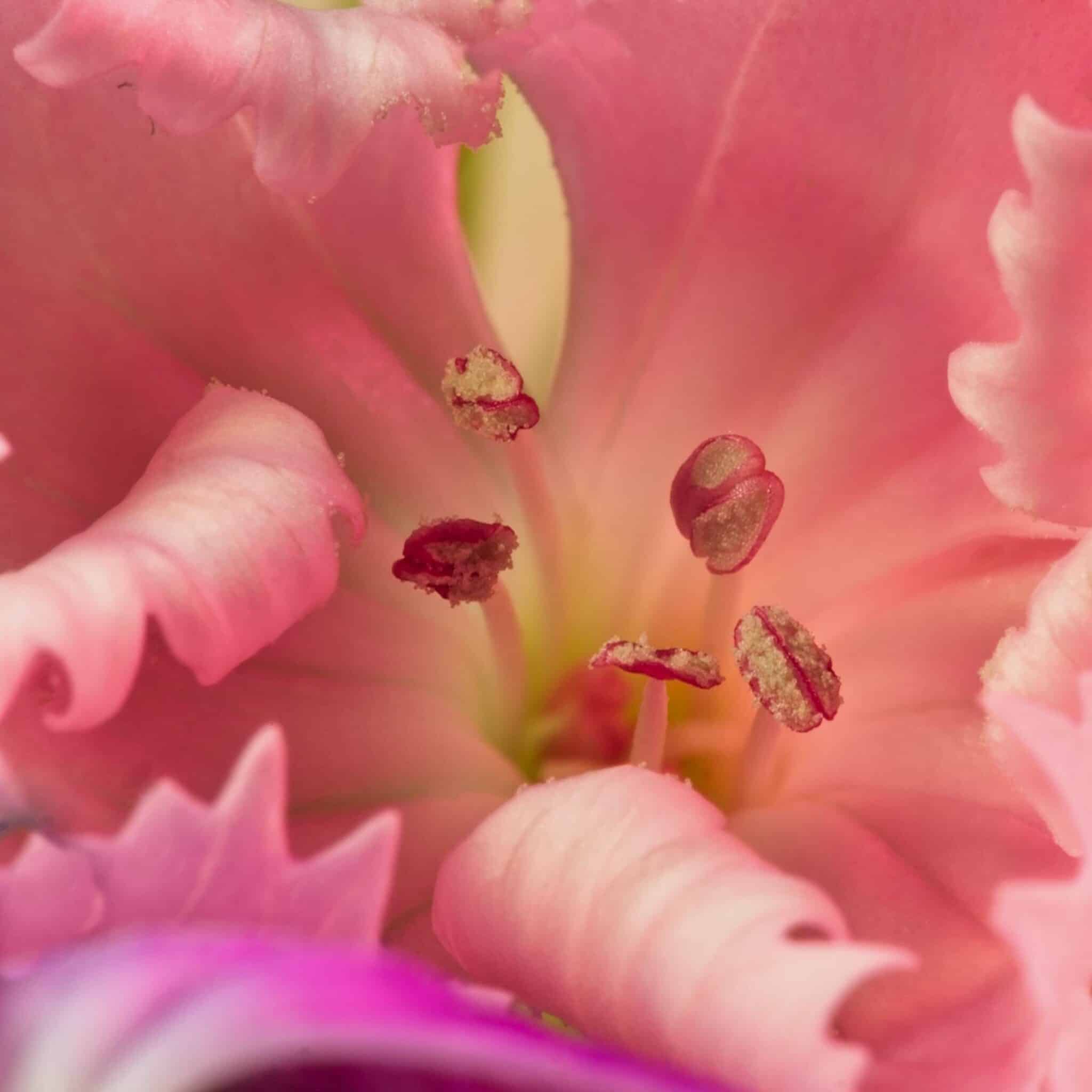 flower photography sweetwilliam1 Cynthia Miller guest photographer