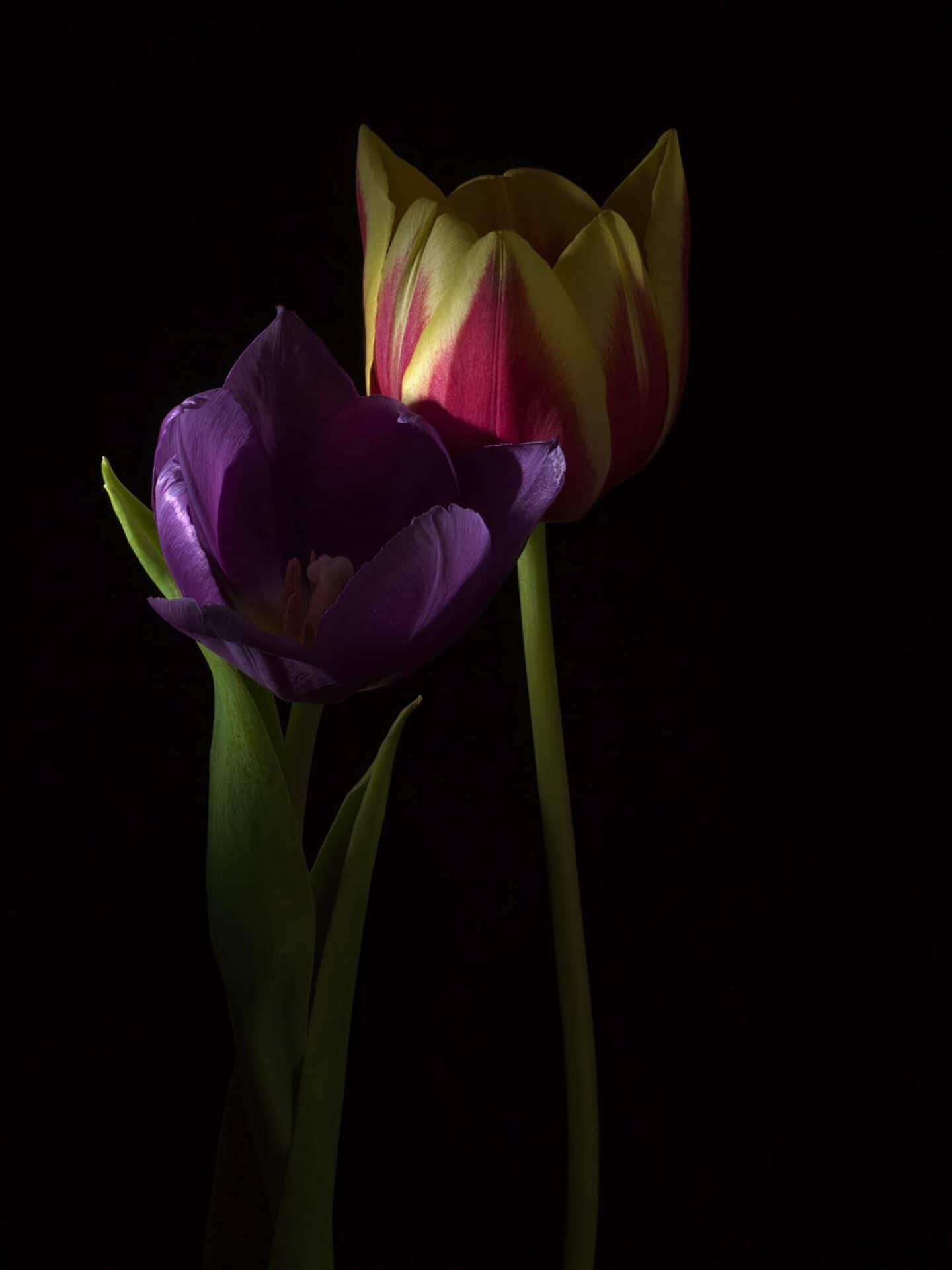 tulips Cynthia Miller guest photographer