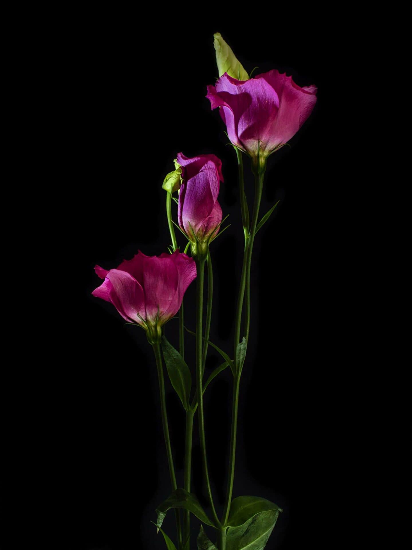 unknownflower Cynthia Miller guest photographer