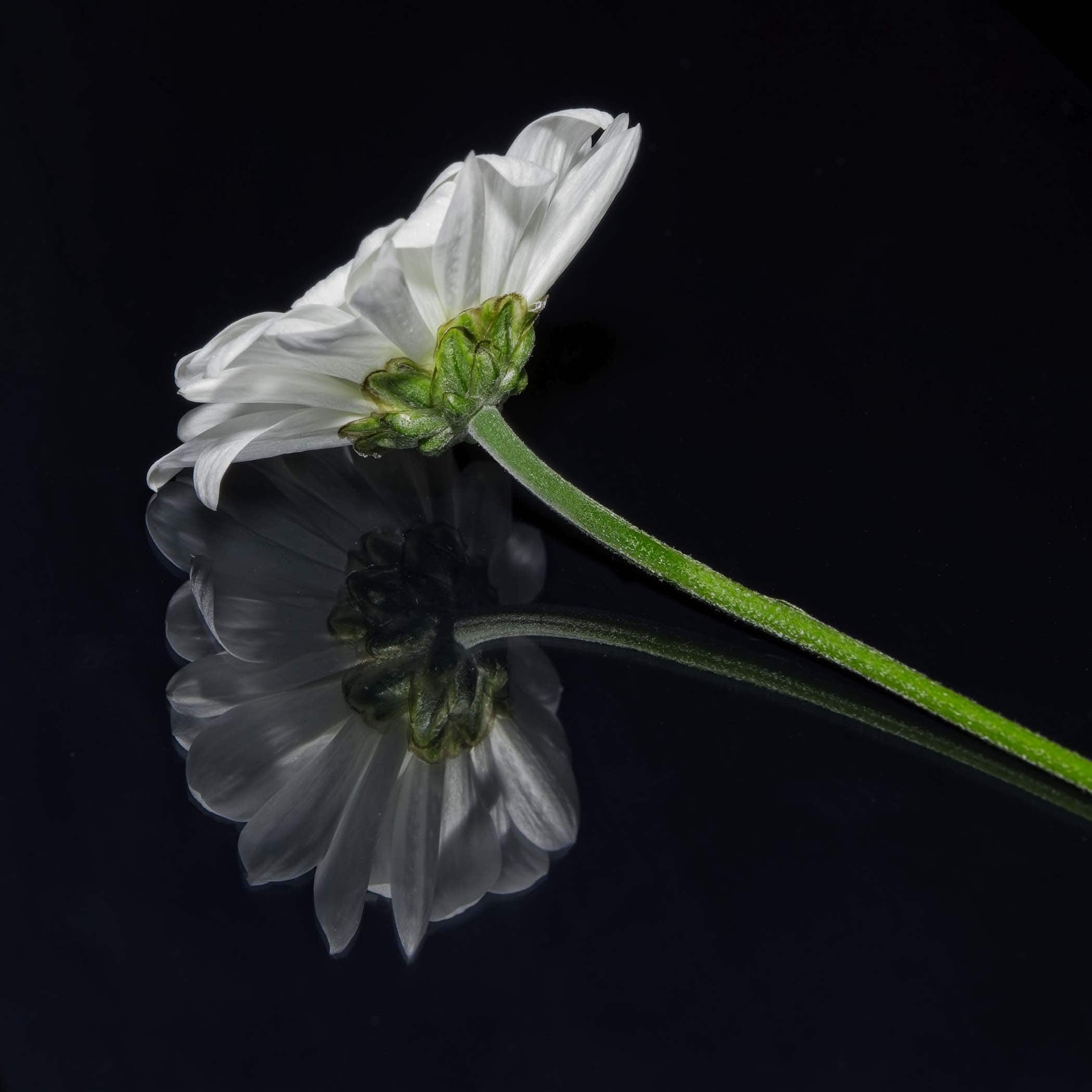vice versa Cynthia Miller guest photographer