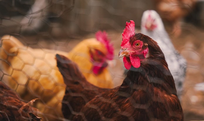 ADM to showcase animal nutrition solutions at EuroTier 2026