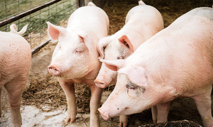 Axfoundation and SLU test forestry-based mycoprotein in pig feed