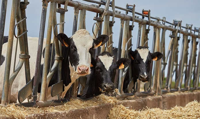Evonik introduces Lypron for ruminant amino acid balancing