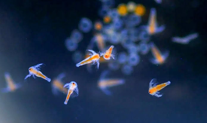 INVE Aquaculture and Santa Priscila partner on Artemia paste in Ecuador