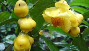 Camellia Chrysantha Tea: Unveiling the Elegance of the Queen of Teas Camellia Chrysantha Tea: Unveiling the Elegance of the Queen of Teas