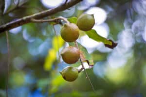 North America Macadamia