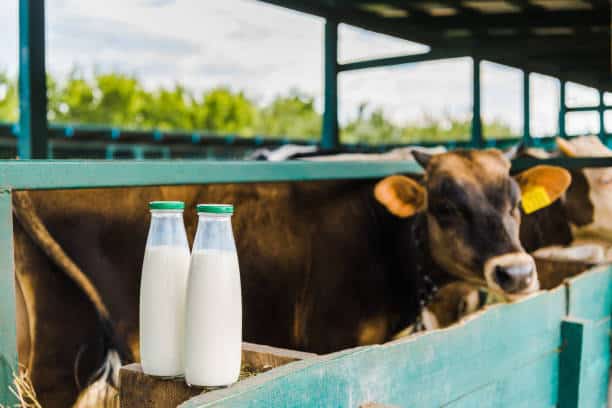 Animal-Free Dairy Products Market: Sustaining a CAGR of 11.0% by 2034