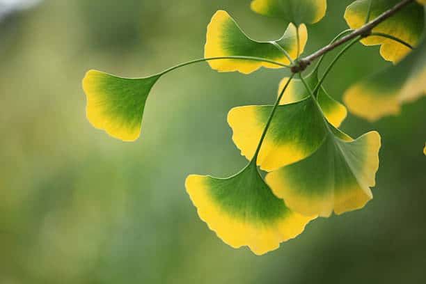 Ginkgo Biloba Extract Market Report: A Comprehensive Overview of Key Developments