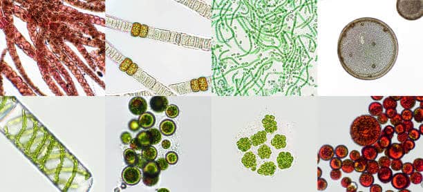 Autologous Stem Cell And Non Stem Cell Therapies Market Opportunities: Growth Insights Across Industries by 2034