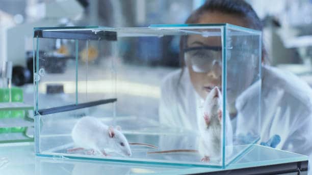 Japan Humanized Mouse and Rat Model Market Dynamics: Key Trends Shaping Size and Share Through 2035