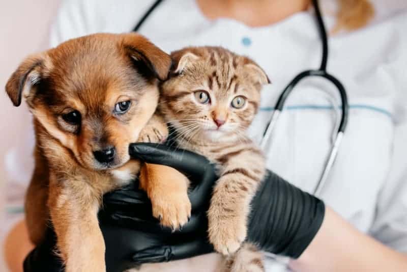 Animal Vaccines Market Projected to Reach USD 18.96 Billion by 2030, Growing at a CAGR of 7.1%