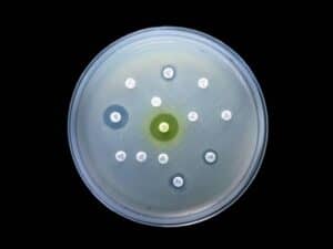 Cephalosporin Drugs