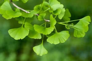 Ginkgo Biloba Extracts