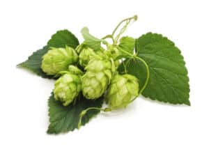 Hops Extract