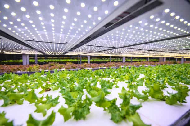 Indoor Farming Technology