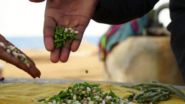 Moringa Products