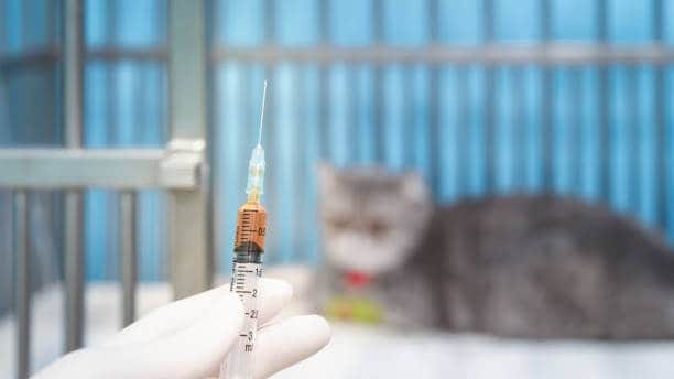 China Porcine Epidemic Diarrhea Vaccines Market Growth: Innovation-Driven Strategy Insights