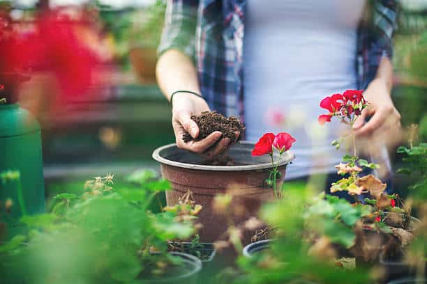 Potting Mix Market