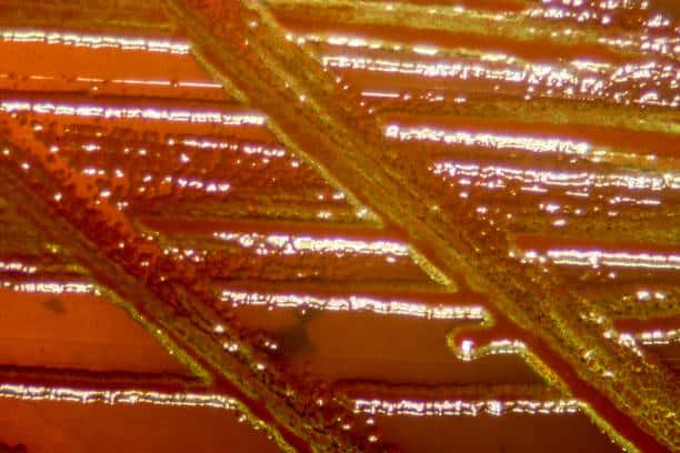Singapore Cellulose Acetate Market Dynamics: Regional Breakdown and Analysis