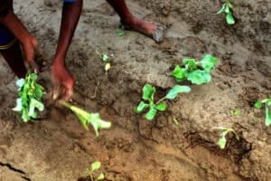 Organic Farming