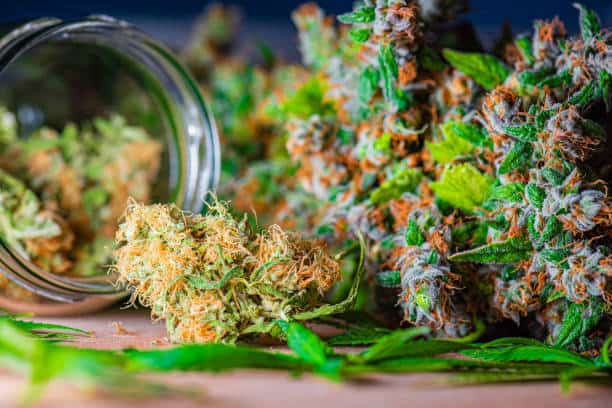 Cannabis Extract Market : Global Key Segments and Revenue Insights (2025-2035)