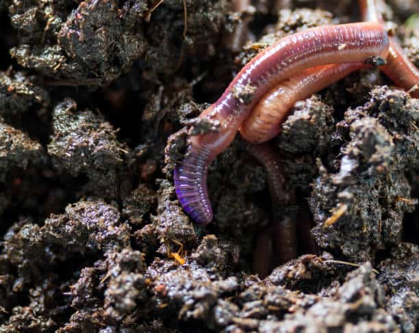 Soil Amendments Market Revealed Horizons: Forecast 2035 Size, Share, and Growth Insights
