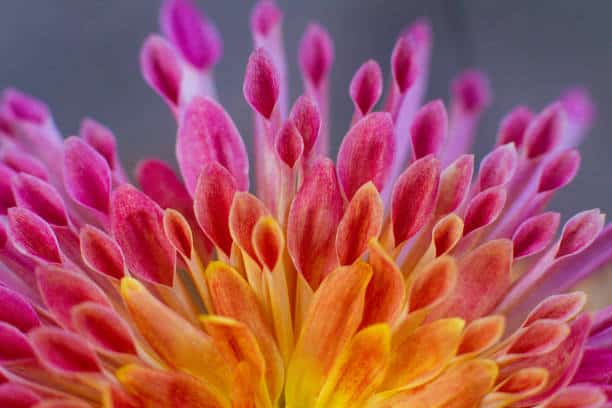 Singapore Floriculture Market Analysis: Trends, Opportunities, and Forecast