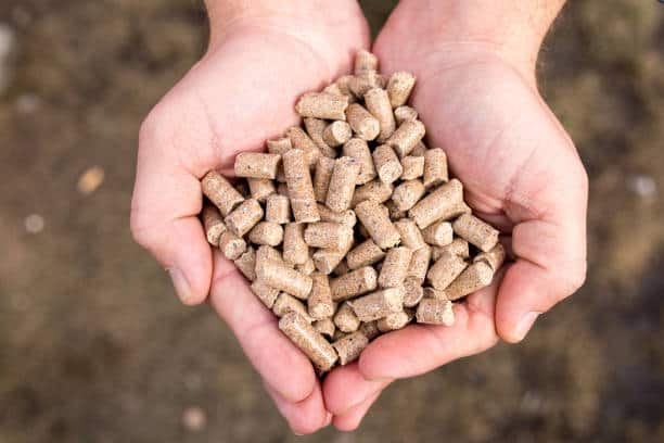 Compound Feed