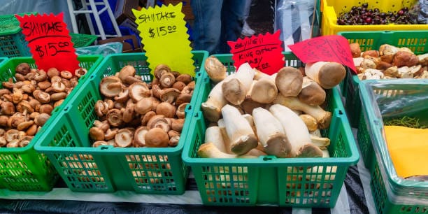 Japan Inulin Market Spotlight: Size, Share, and Growth Trends Explored through 2035