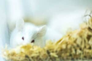 Mice Model