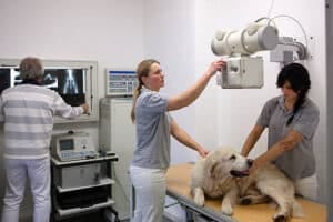 Veterinary Radiography Systems
