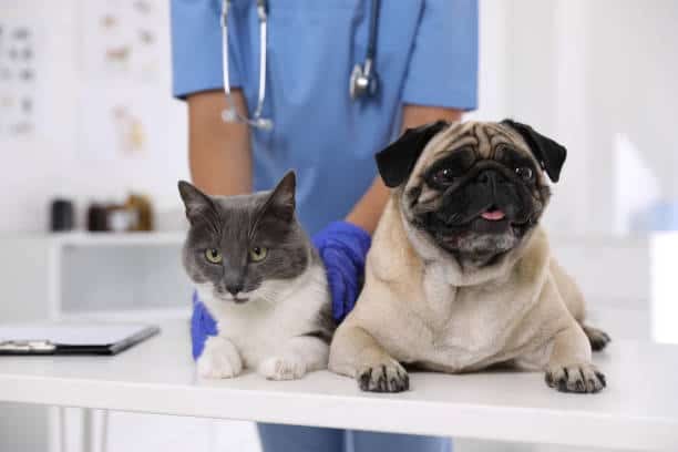 China Animal Diagnostics Market Analysis: Trends, Opportunities, and Forecast