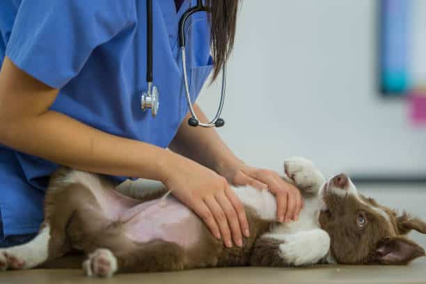 Animal Health