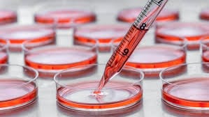 CELL CULTURE