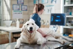 Veterinary Diagnostic Imaging