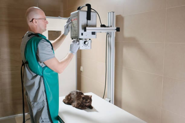 china Veterinary Radiography Systems Market Industry Forecast: Navigating the Trade-Off Era Amid Global Economic Uncertainty