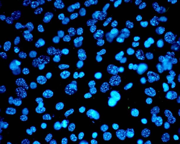 Cell Culture