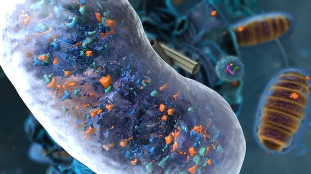 U.S Inulinase Market Pathways: Comprehensive Analysis of Size, Share, and Growth Trends until 2035