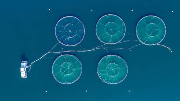 china Aquaculture Market Sector Outlook: Beyond the Curve in a Climate of Slowdowns and Trade Barriers