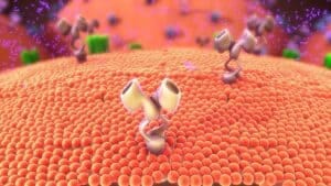 u61-Hemicellulase-Market-1