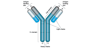 Antibody Market Market Report Forecasts Dynamic Growth Through 2035